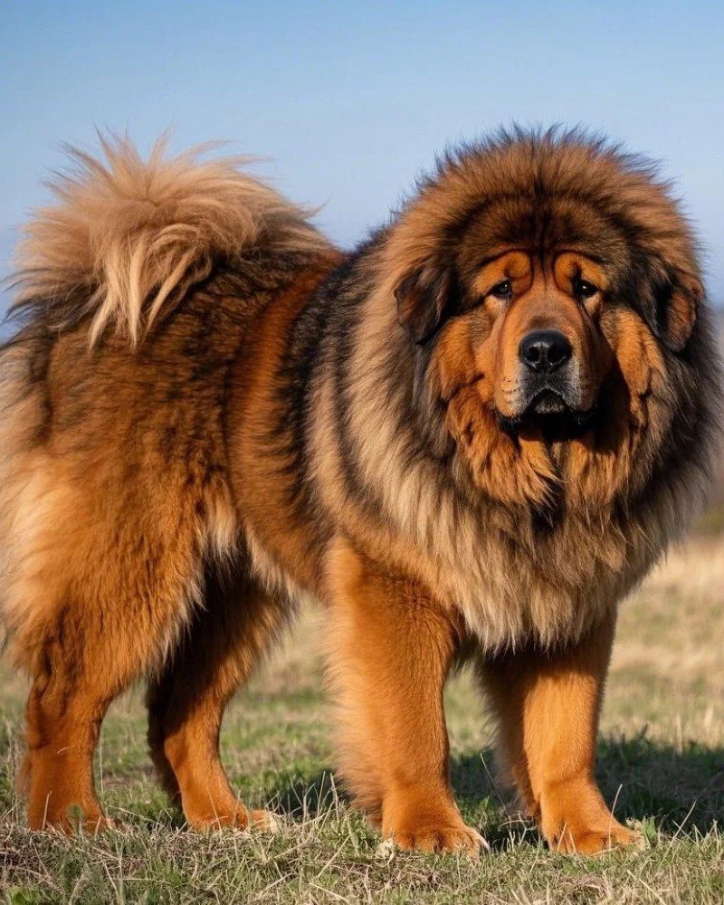 chó ngao tây tạng 26