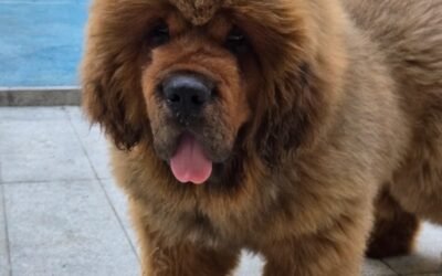 Chó Ngao Tây Tạng – Vệ Sĩ Núi Cao, Trung Thành Và Uy Nghiêm