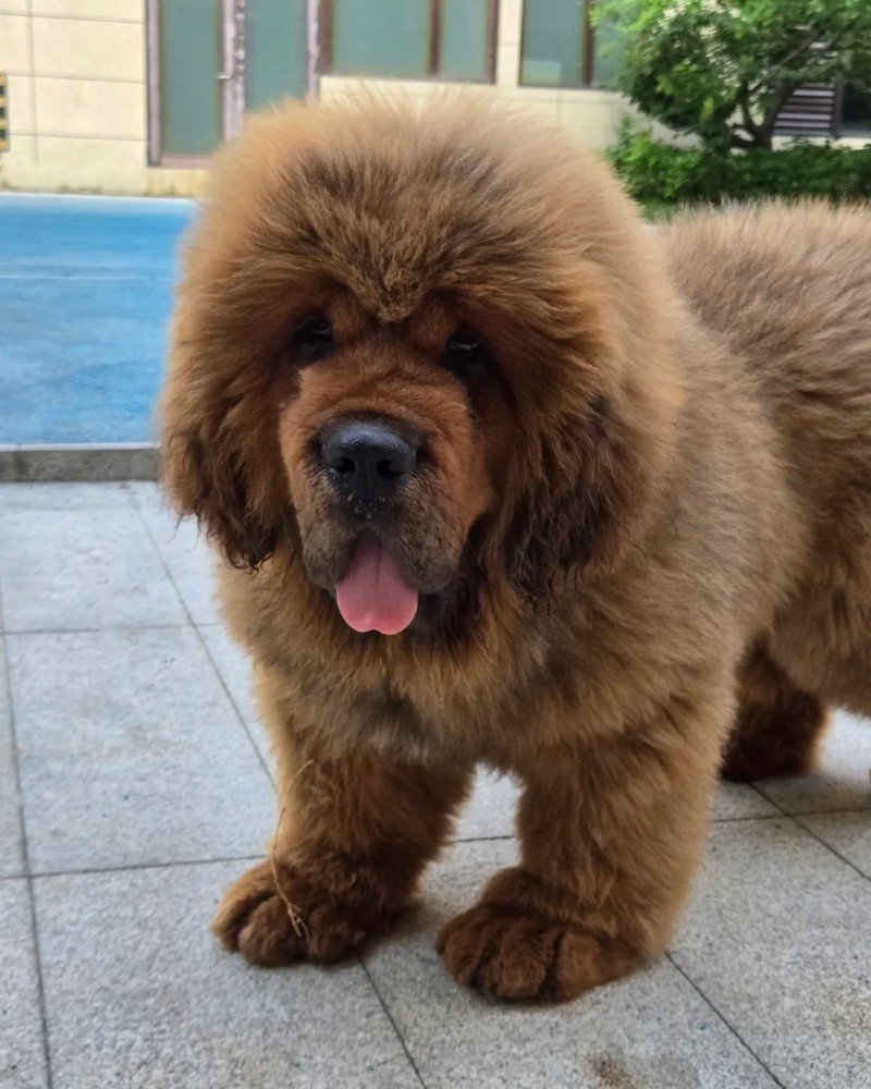 chó ngao tây tạng 27