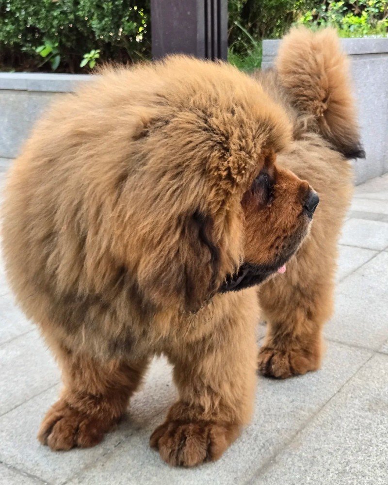 chó ngao tây tạng 28