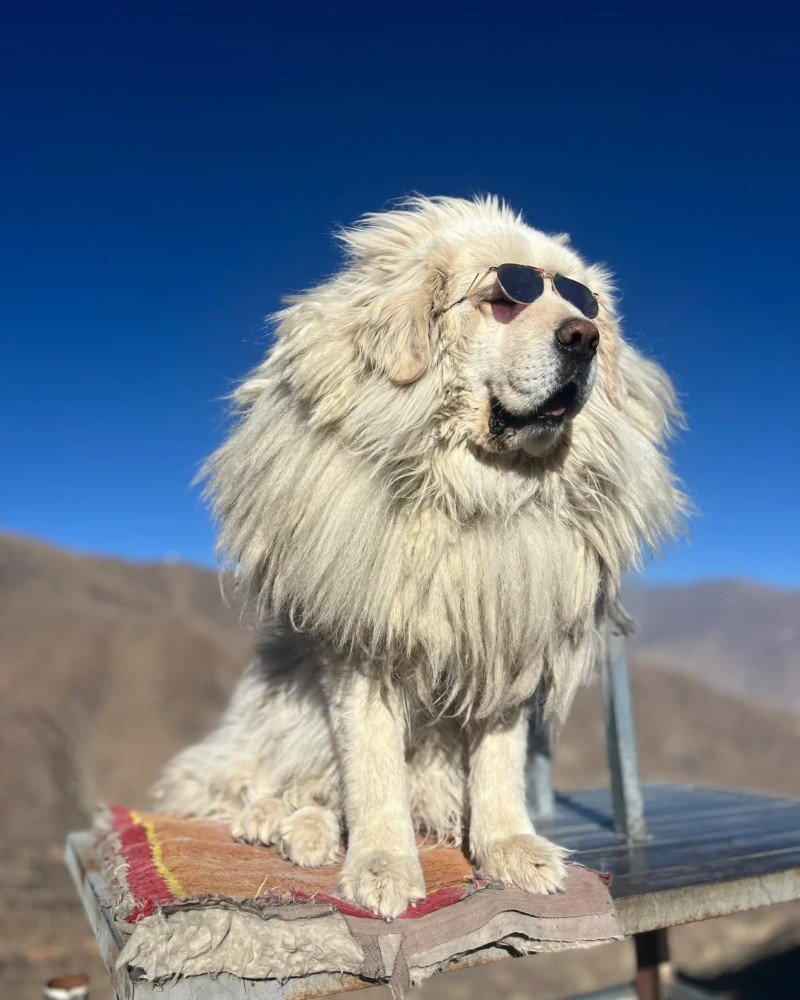 chó ngao tây tạng 29