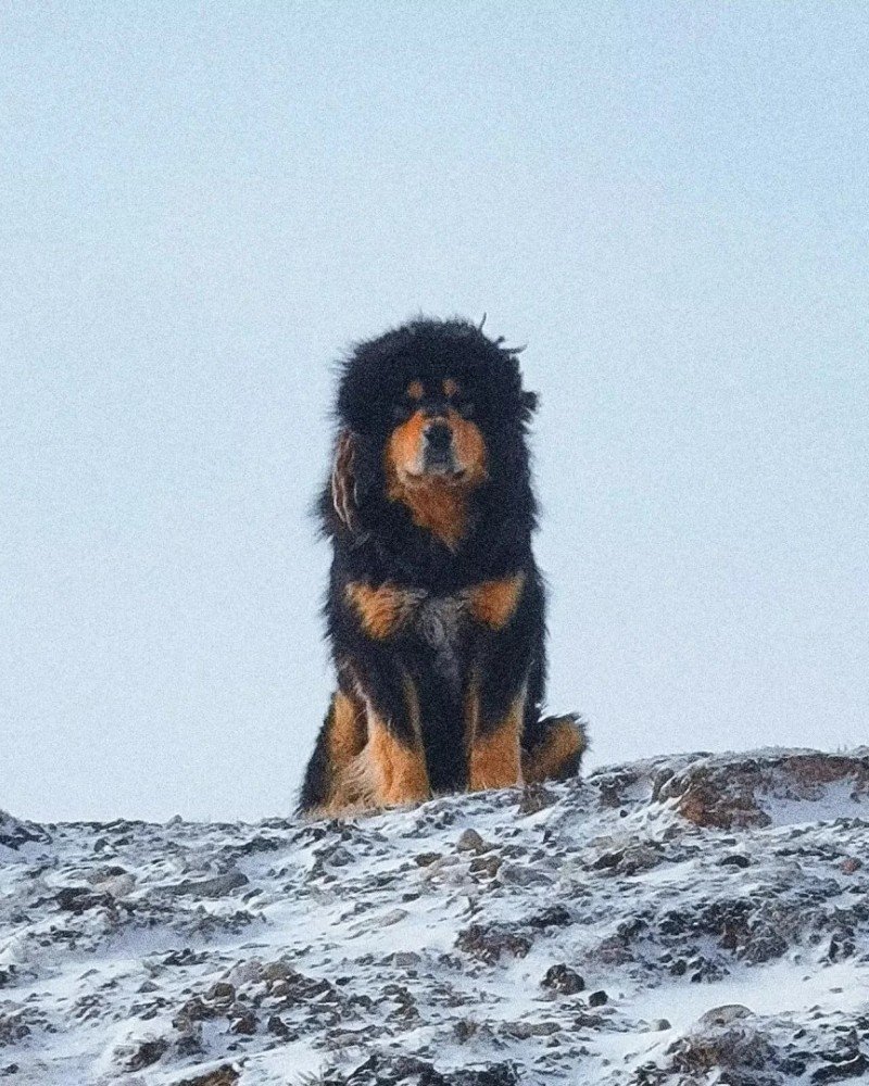 chó ngao tây tạng 3