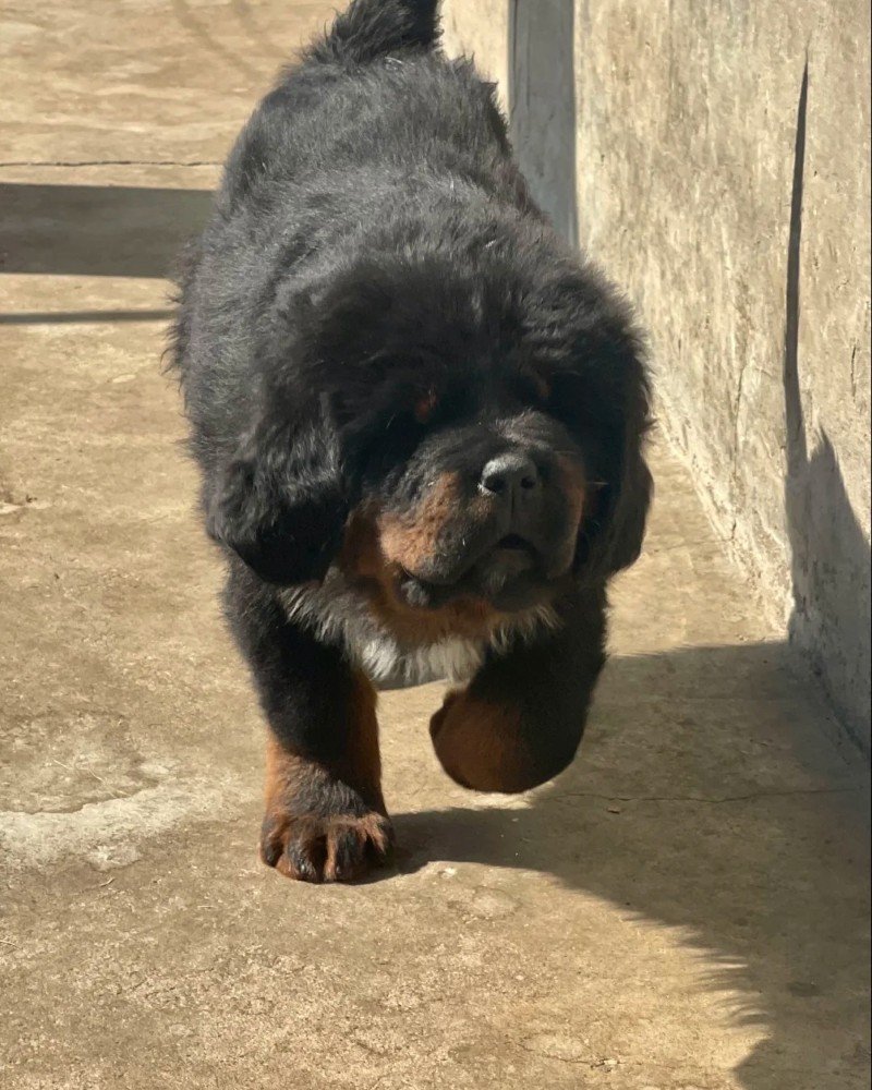 chó ngao tây tạng 30