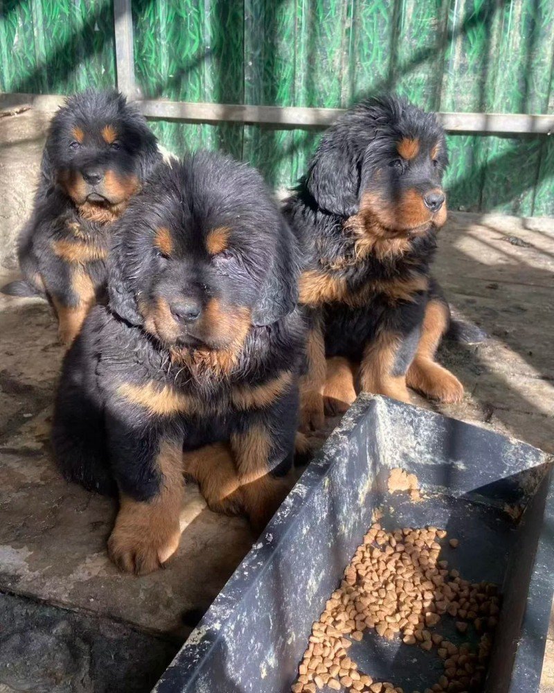 chó ngao tây tạng 31