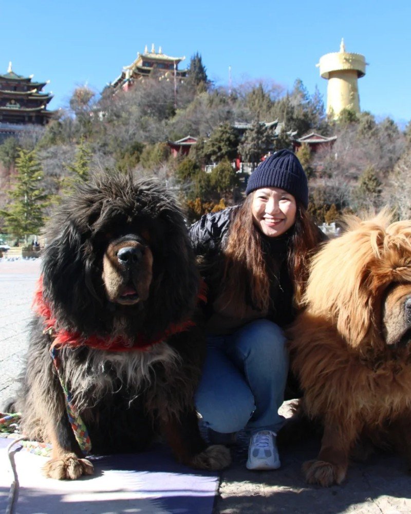 chó ngao tây tạng 4