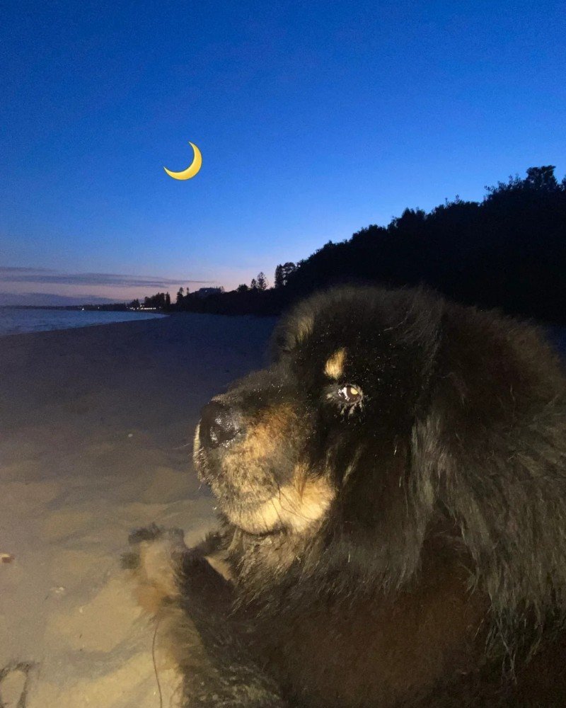 chó ngao tây tạng 5