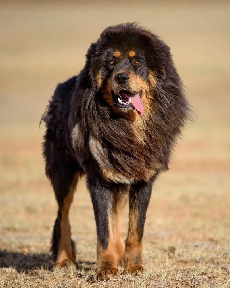 chó ngao tây tạng 6