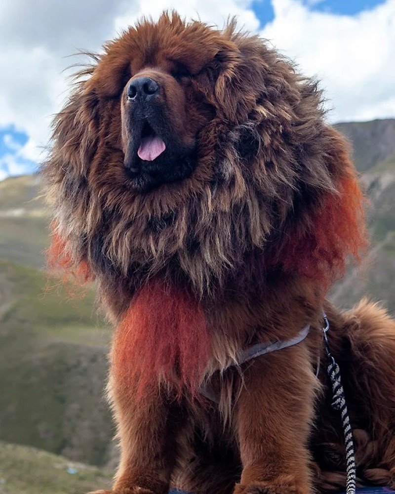 chó ngao tây tạng 9