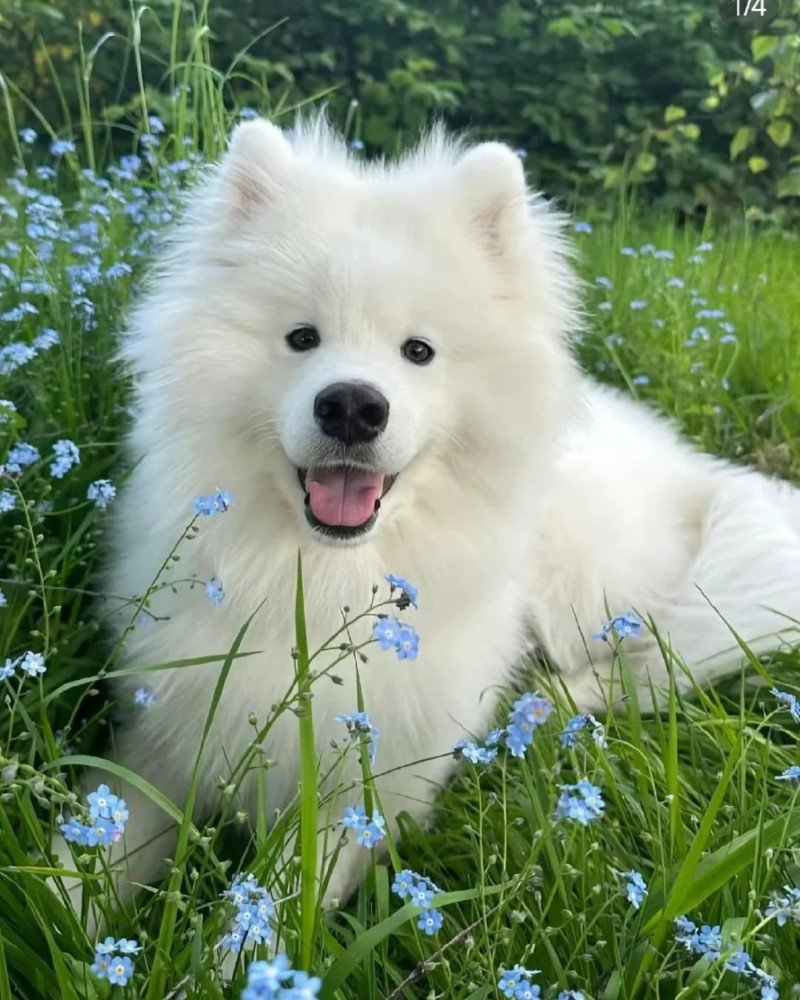 chó samoyed 1