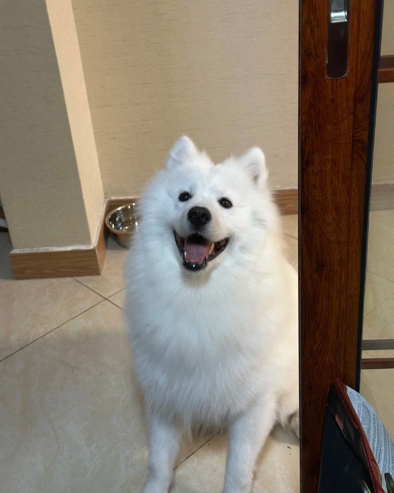 chó samoyed 10