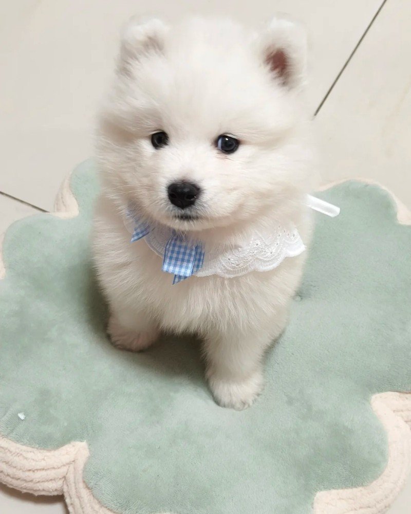 chó samoyed 12