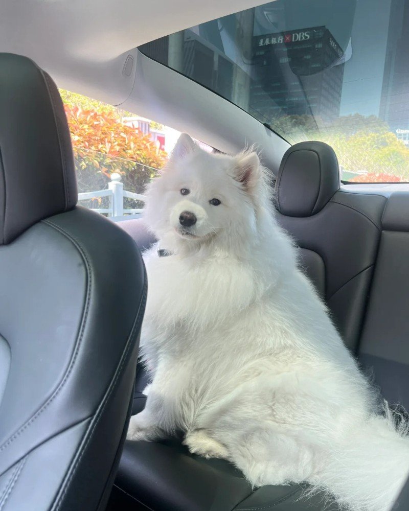 chó samoyed 14
