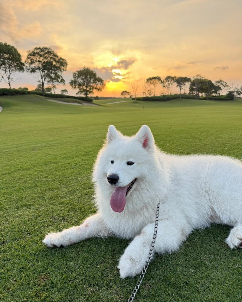 chó samoyed 15