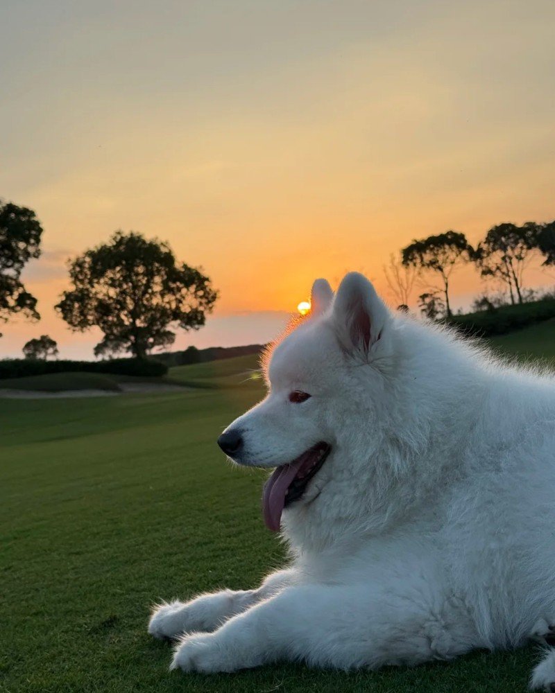 chó samoyed 16