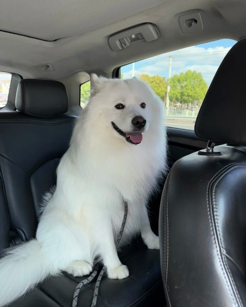 chó samoyed 17