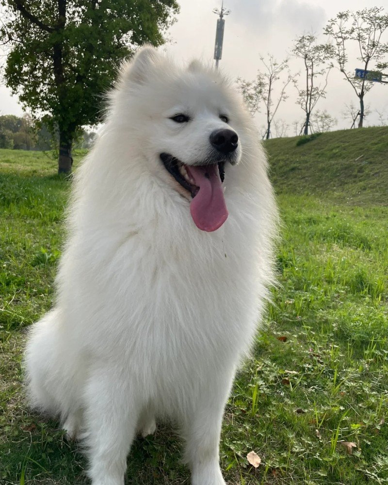 chó samoyed 18