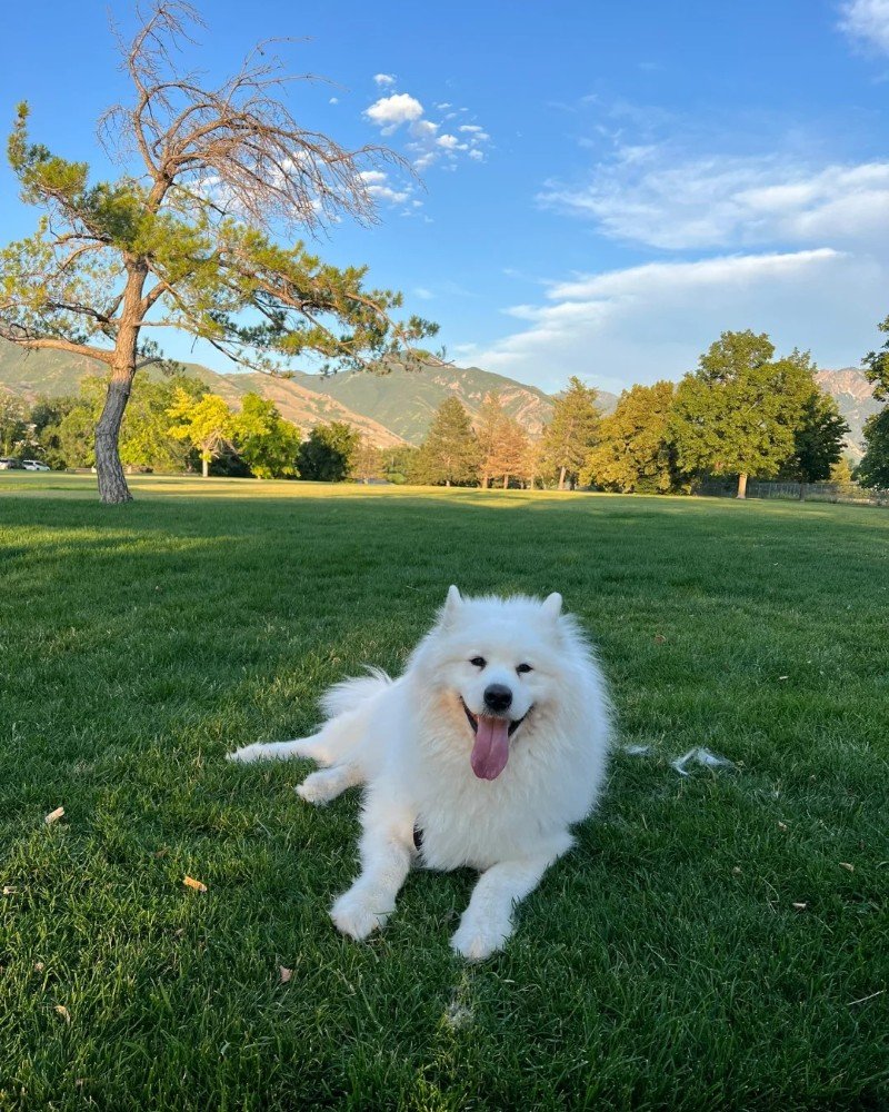 chó samoyed 19