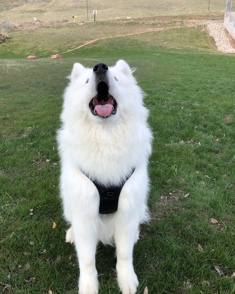chó samoyed 21