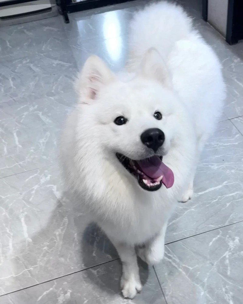chó samoyed 22