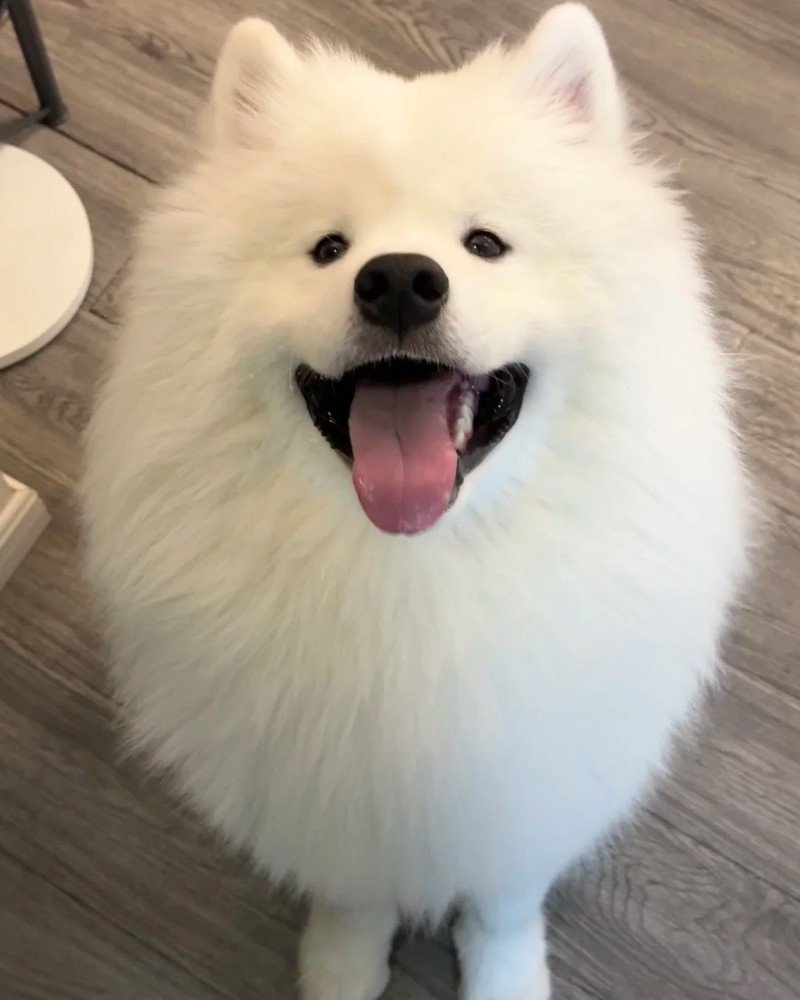 chó samoyed 24
