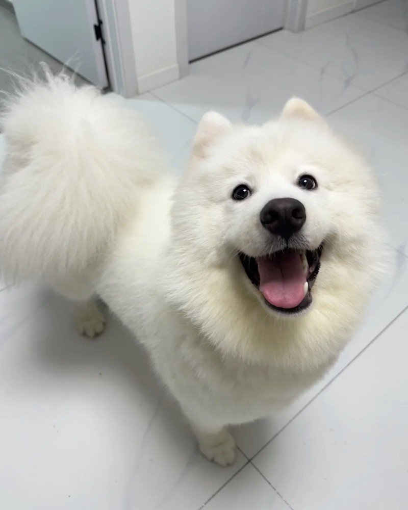 chó samoyed 25
