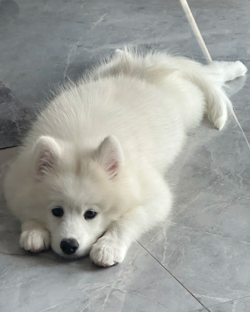chó samoyed 27