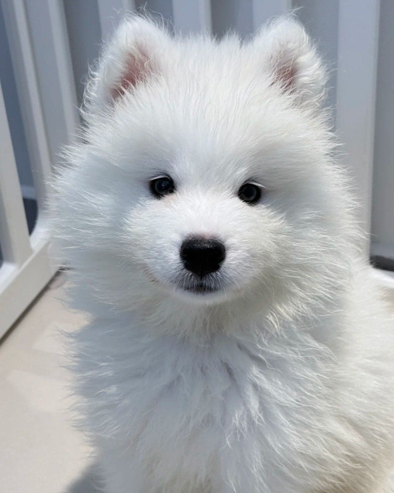 chó samoyed 29