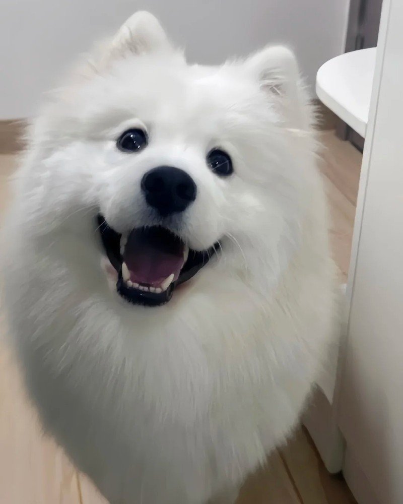 chó samoyed 3
