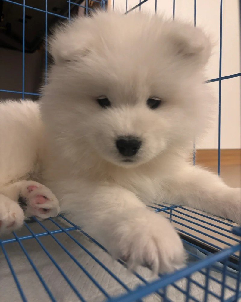 chó samoyed 30
