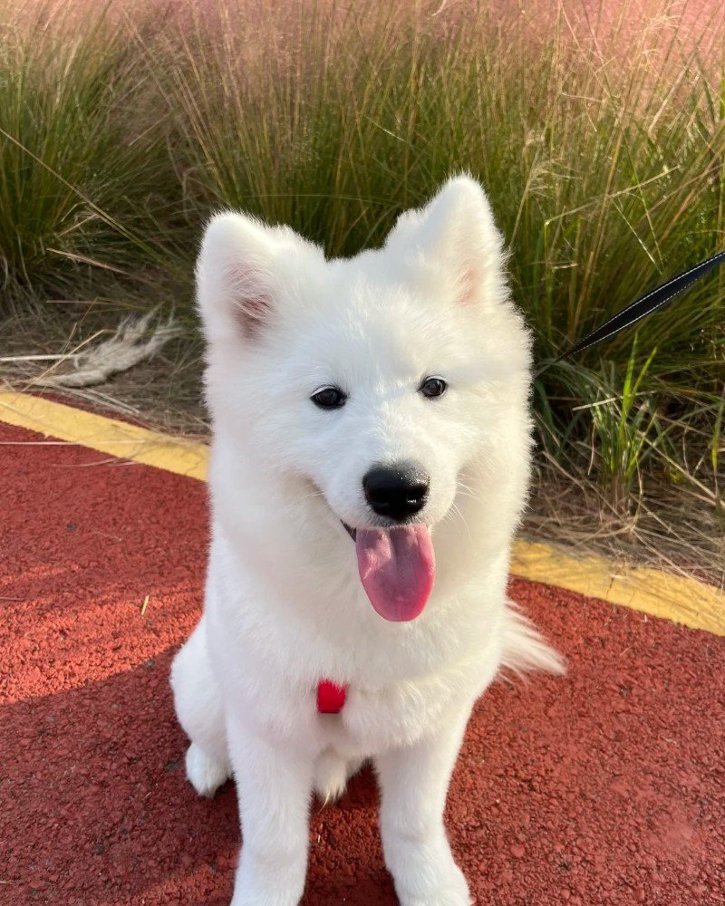 chó samoyed 32
