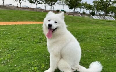 Chó Samoyed – Nụ Cười Thiên Thần Và Bộ Lông Trắng Như Tuyết