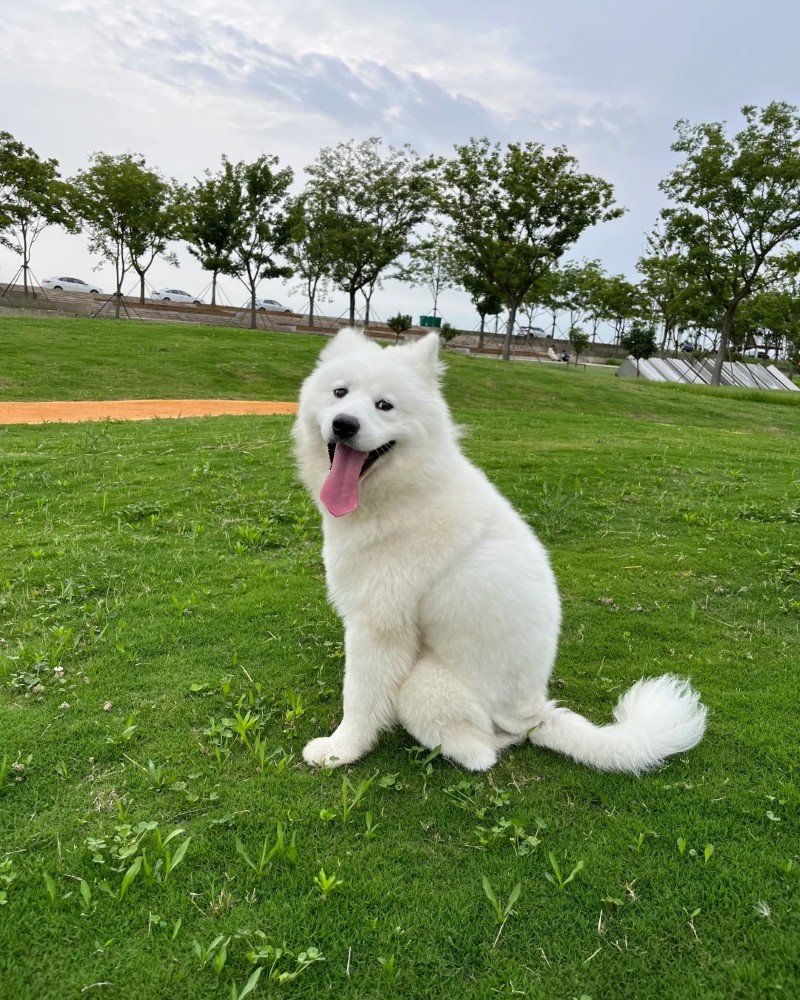 chó samoyed 33