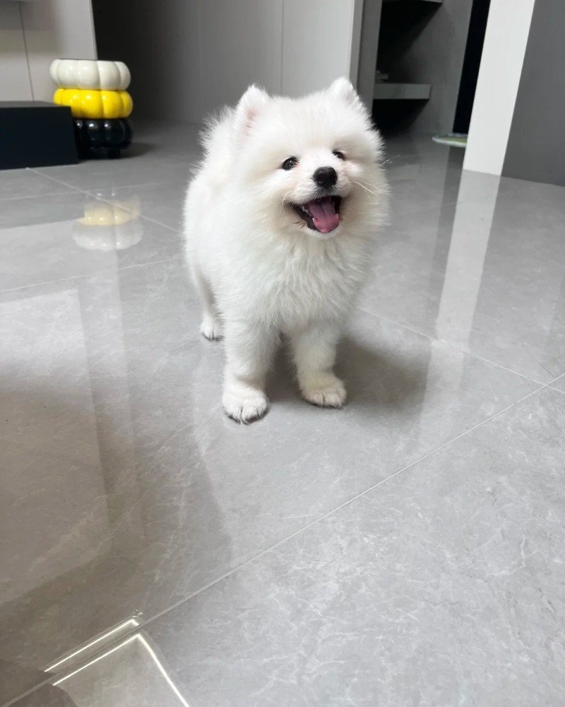 chó samoyed 34