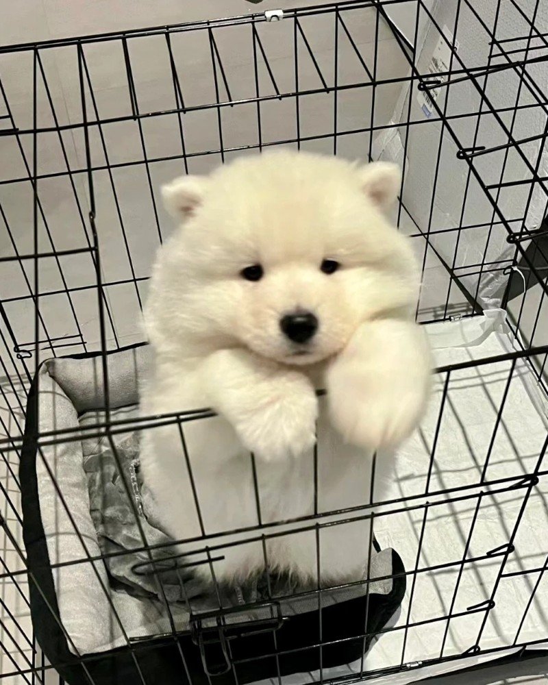 chó samoyed 35