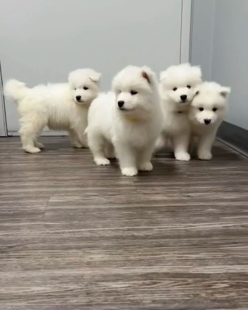 chó samoyed 37