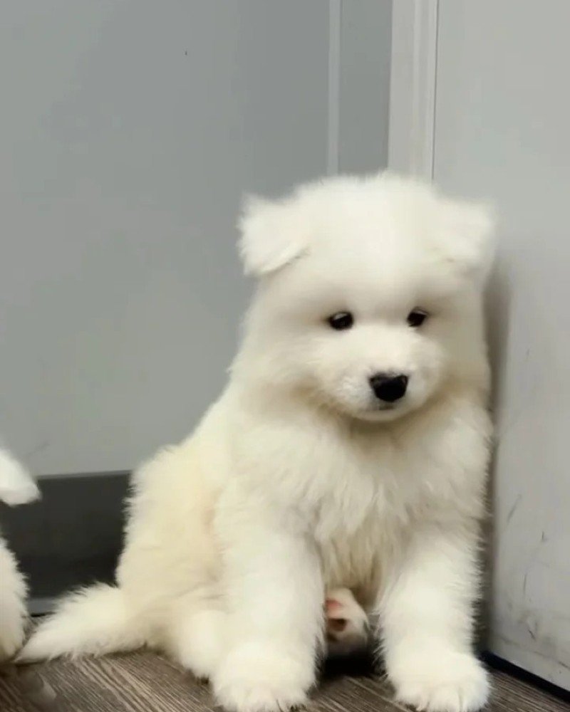 chó samoyed 38