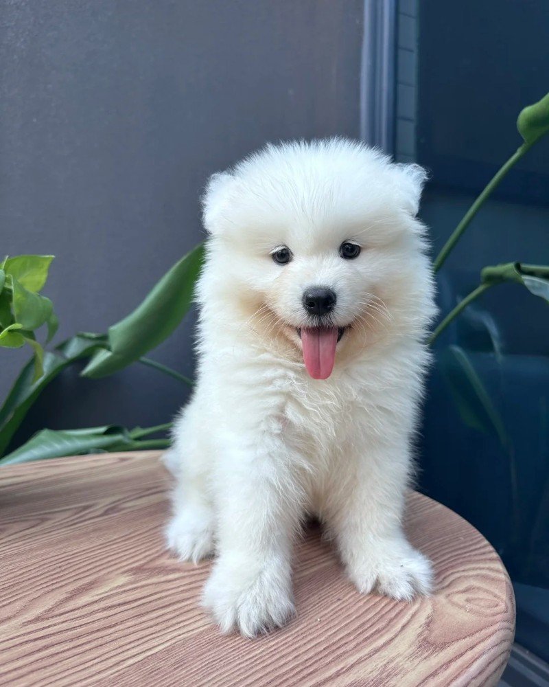 chó samoyed 39