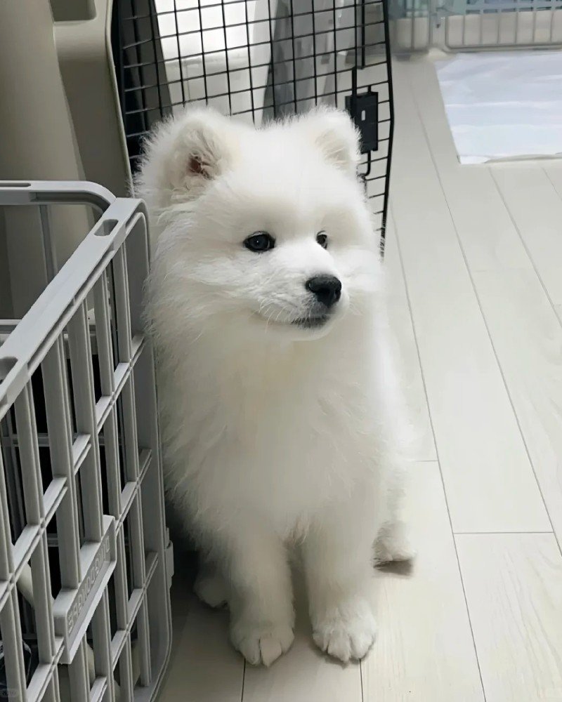 chó samoyed 4