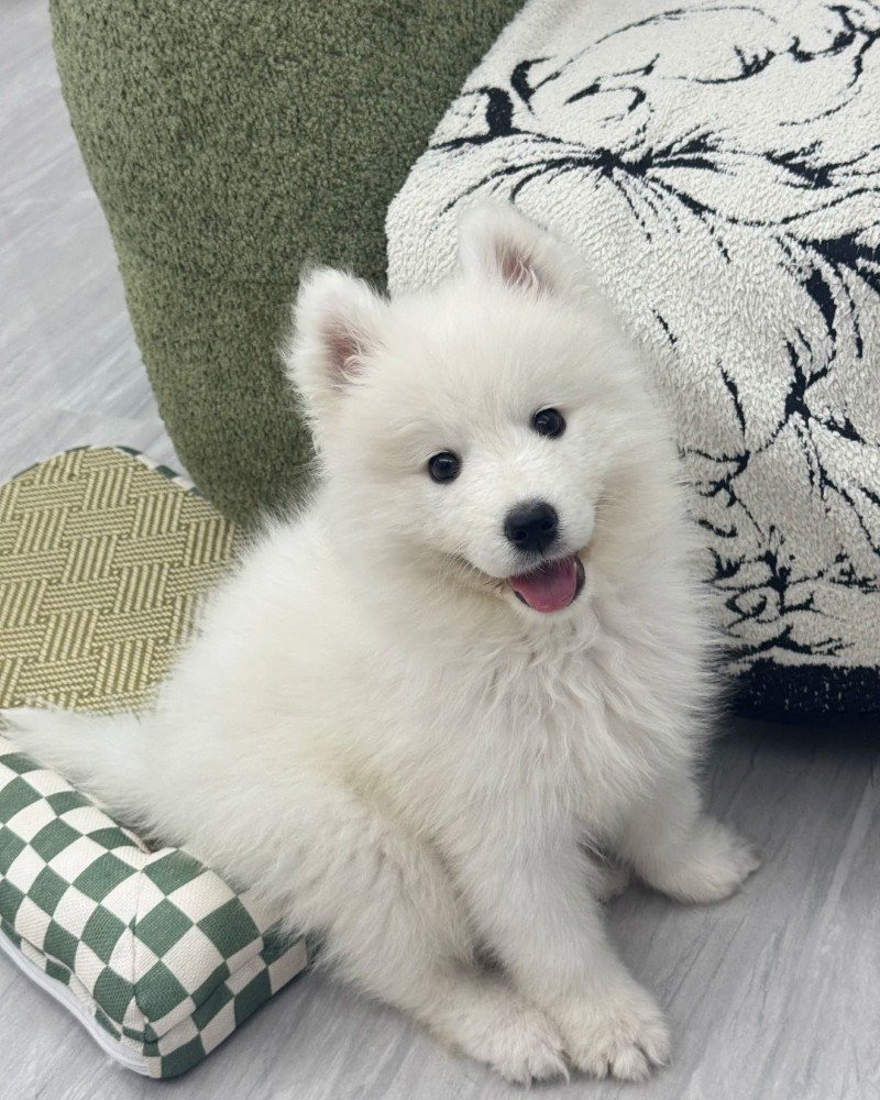 chó samoyed 5