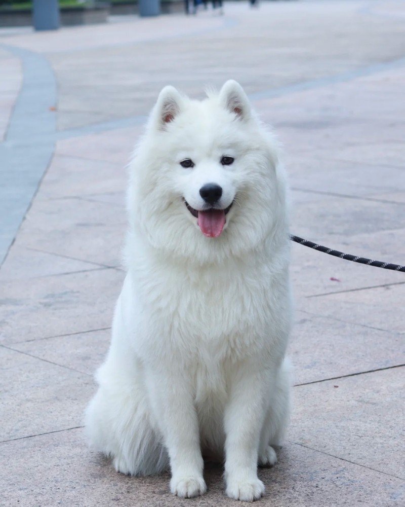 chó samoyed 6