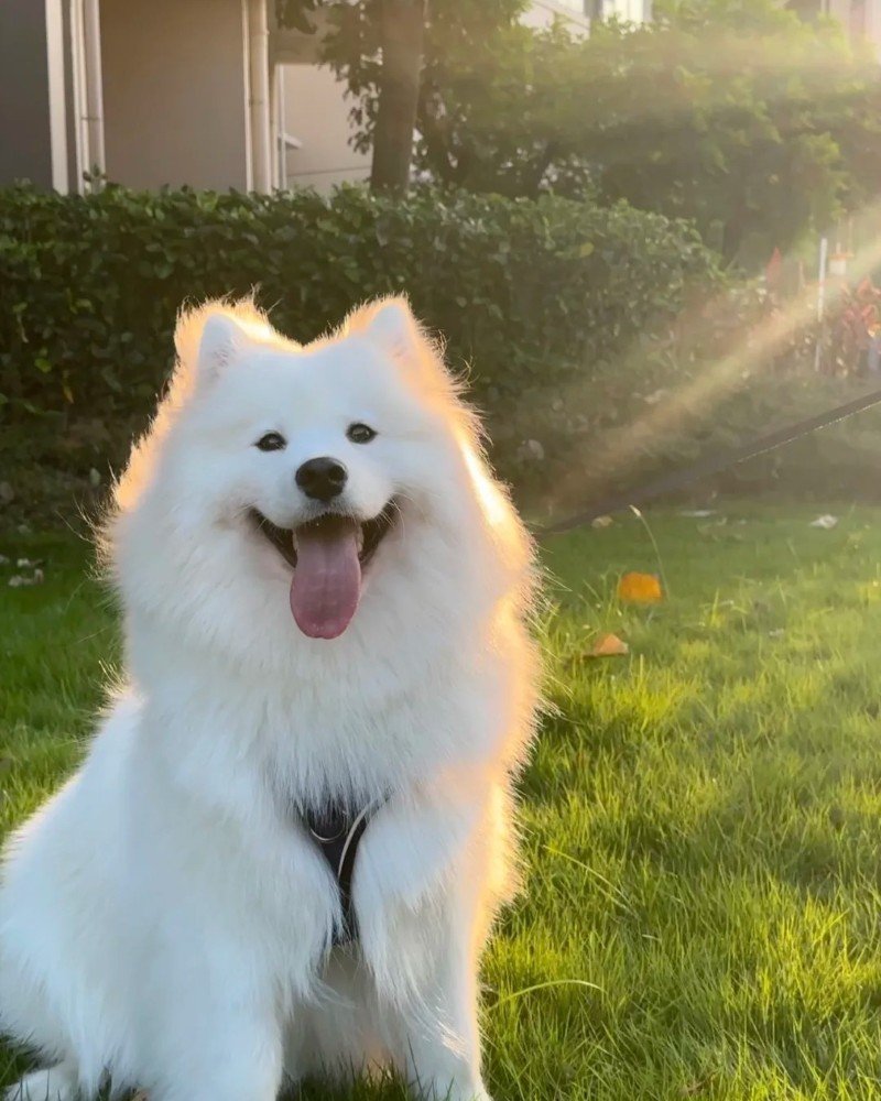chó samoyed 7