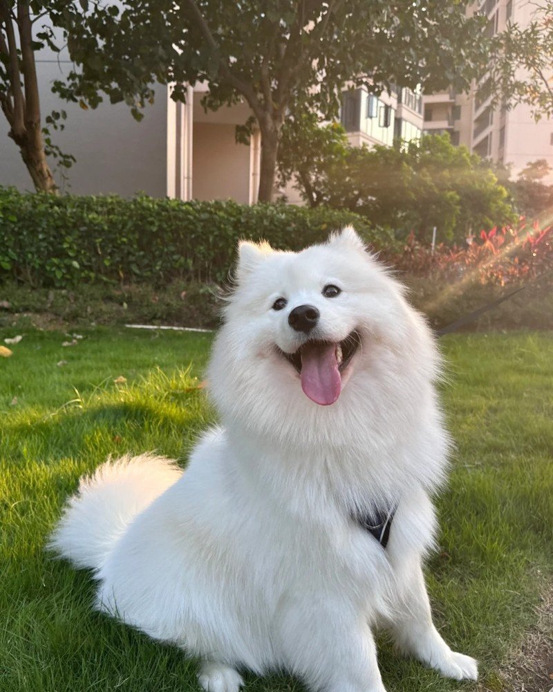 chó samoyed 8