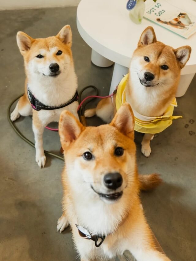 Ảnh 3 Con Chó Đáng Yêu – Khoảnh Khắc Nhìn Là Thấy Vui