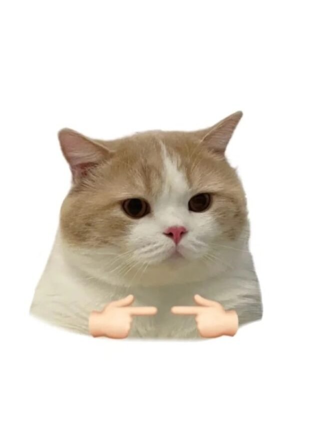 Ảnh mèo chế độc lạ, biểu cảm khó đỡ