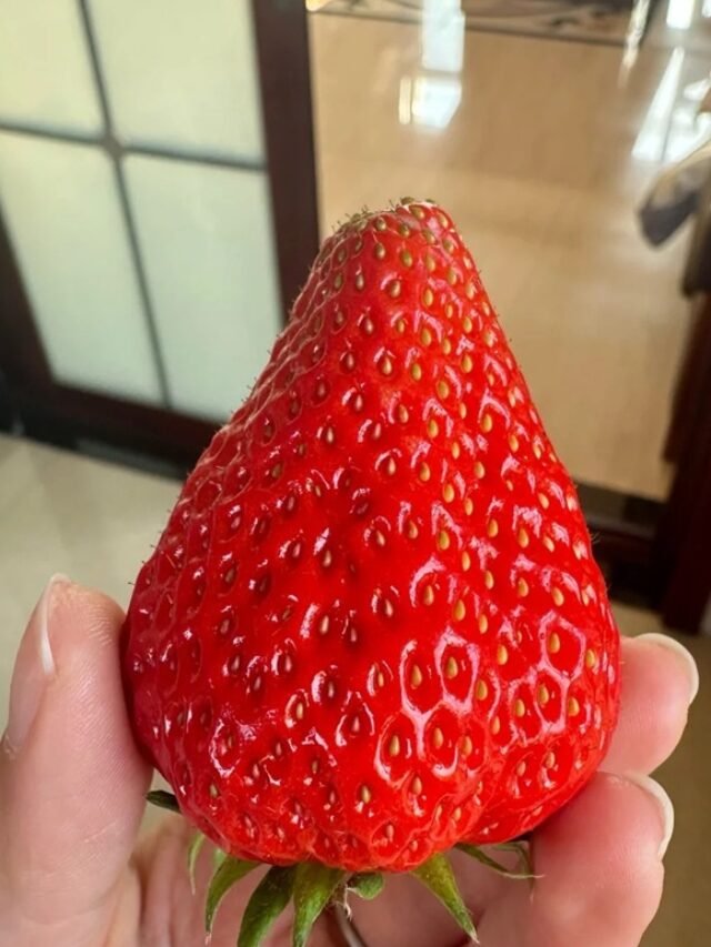 Ảnh quả dâu tây cận cảnh, chi tiết rõ nét