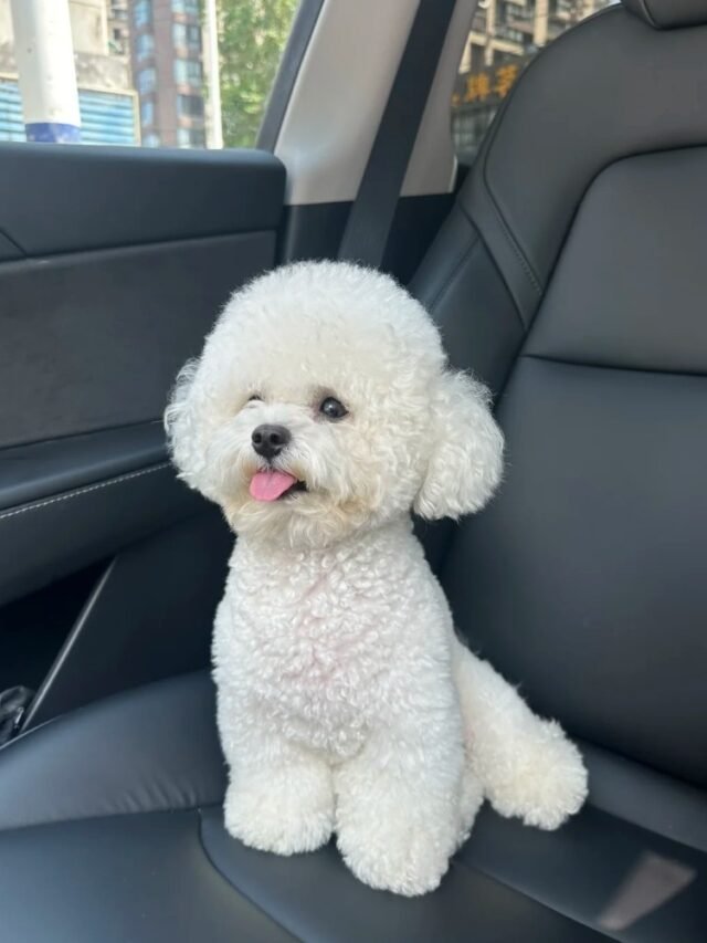 Ảnh Chó Bichon Trắng Xù, Nhỏ Nhắn Và Cực Kỳ Đáng Yêu