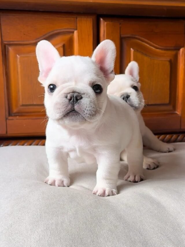 Ảnh Chó Bull Cơ Bắp, Cá Tính Mạnh Nhưng Rất Trung Thành