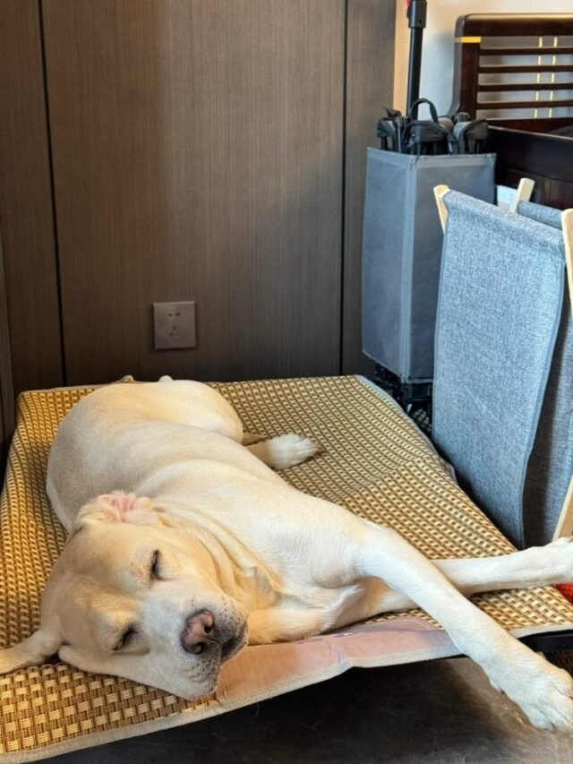 Ảnh Chó Labrador Hiền Lành, Thông Minh Và Rất Thân Thiện