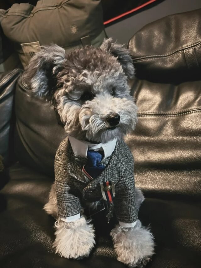 Chó Mặc Vest Dễ Thương Nhưng Vẫn Chuẩn Phong Thái Quý Ông