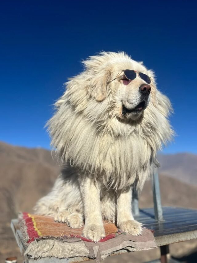 Ảnh Chó Ngao Tây Tạng Uy Nghiêm, To Lớn Như Sư Tử